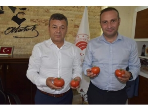 "Gelin Kardeş Olalım" Projesi