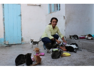 Kiraladığı Evde 90 Kediye Bakıyor