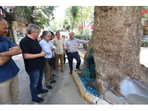 İzmit’teki Tarihi Çınar Ağaçlarını Kurtarmak İçin Akademisyenler Harekete Geçti