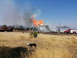 Fabrika Yangınında Hayvanlar Da Tahliye Edildi