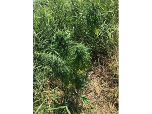 Çay Kenarında 72 Kök Kenevir Yetiştirmişler