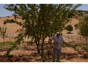 Yaban Domuzları Badem Ağaçlarına Dadandı
