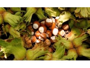 Fındık Üreticisi 6 Ağustos’ta Bahçede