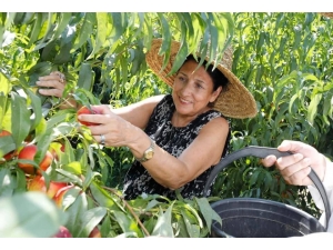 Gürcistan Devlet Başkanı Şeftali Topladı