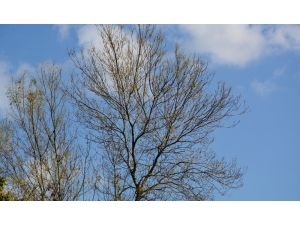 Subasar Ormanı Tehlike Altında