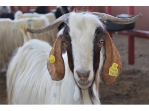 Van’da Kurbanlıklar Görücüye Çıktı