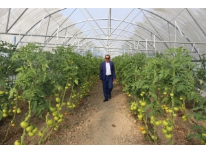 Gürpınar’da Hasat Zamanı