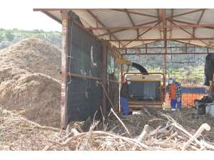 Muratpaşa Belediyesi, Dal Atıklarını Kompost Gübreye Çeviriyor