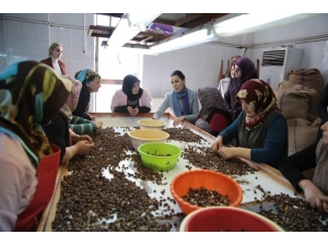 Karaaslan: “Fındık Fiyatları Üreticiyi Memnun Etti”