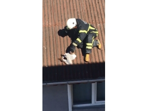 Kanadı Kırık Martılar Kurtarıldı