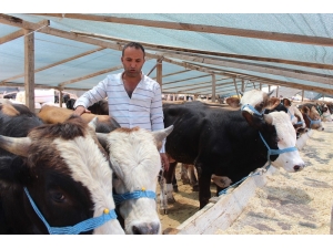 Tokatlı Besici Kardeşlerin Buruk Sevinci