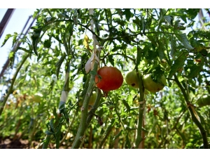 Hobi Bahçeleri Projesi İçin İncelemelerde Bulundular