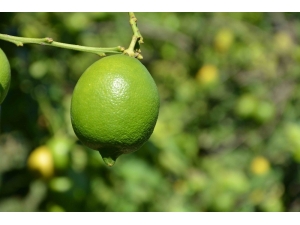 Limonda Rekolte Düştü