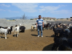 Kayıp Keçi Davasında Hapis Cezasını Yargıtay Bozdu