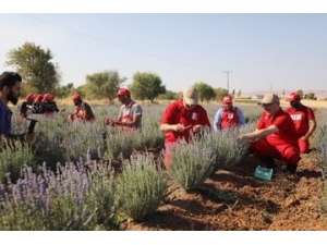 Mardin’de Lavanta Hasadı Yapıldı