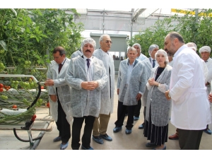 Türkiye’nin Fabrika Baca Atığı İle Isıtılan İlk Modern Serası Hizmete Açıldı