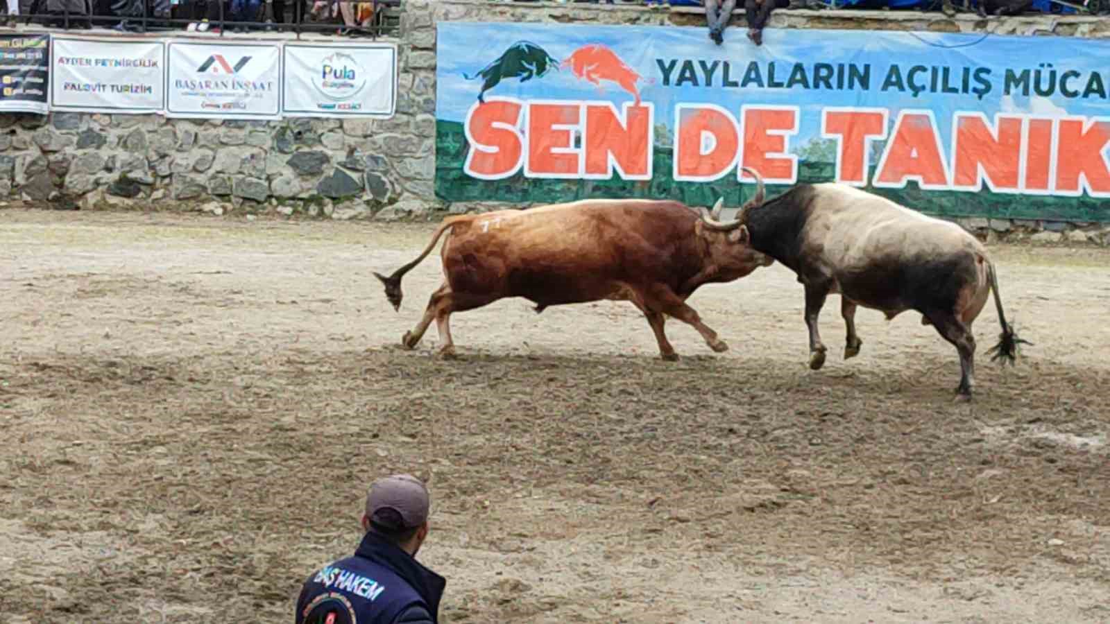ayder-de-boga-guresleri-heyecani-yasandi
