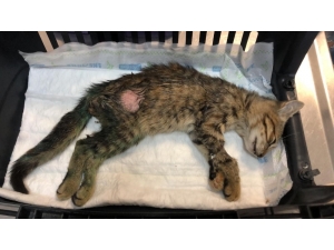 Kediyi Önce Saçmayla Vurdular, Sonra İşkence Ettiler