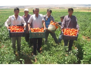Araban Yerli Domates Hasadı Başladı
