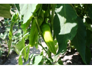 Diyarbakırlı Kadınlar, Ektikleri Ürünleri Mezarlık Önünde Satıyor