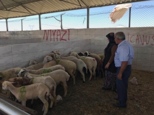 Ereğli Polisi 20 Küçükbaş Hırsızlık Olayını Aydınlattı: 8 Gözaltı