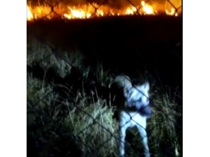 Alevler Arasında Kalan Köpeği İtfaiye Ekipleri Kurtardı
