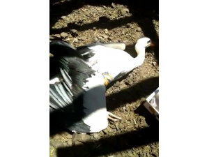 Yaralı Leyleğe Sahip Çıktı