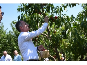Şeftali Hasadı Festivalle Başladı
