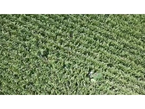 Mısırlar Arasındaki 450 Kök Hint Keneviri Drone İle Tespit Edildi