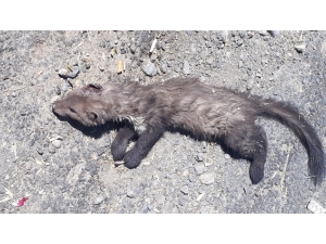 Köpeklerin Saldırdığı Gelincik Telef Oldu