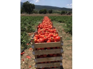 Sakarya’da Domates Hasadı Yüz Güldürdü