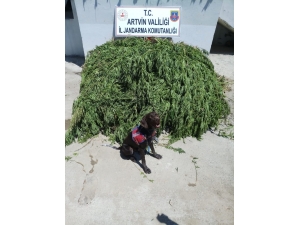 Ardanuç’ta 2 Bin 443 Kök Hint Keneviri Ele Geçirildi