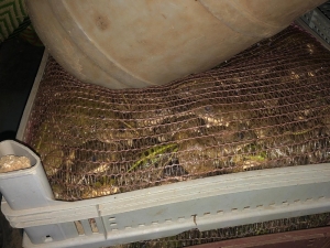 Adıyaman’da Araç İçerisinde Torba Torba Canlı Kurbağa Ele Geçirildi