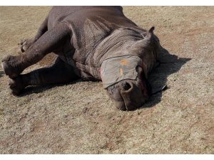 Vietnam’da 4 Milyon Dolarlık Gergedan Boynuzu Ele Geçirildi