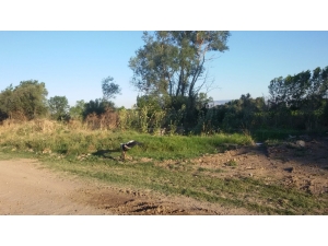 Yaralı Leyleğe Muhtar Sahip Çıktı