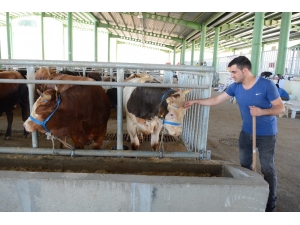 Kurbanlıklar, İzmit Modern Hayvan Pazarına İndi