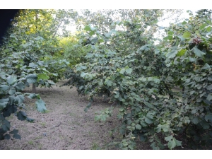 Fındık Toplama Tarihleri Belli Oldu