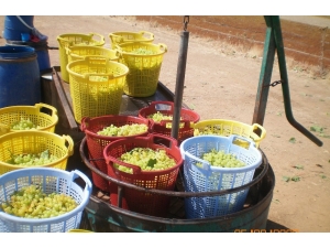 Bakan Pakdemirli: "Çekirdeksiz Kuru Üzüm Üreticisini Mağdur Etmeyeceğiz”