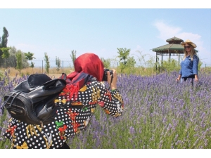 Van Yyü’den Çiftçilere Alternatif Bitki