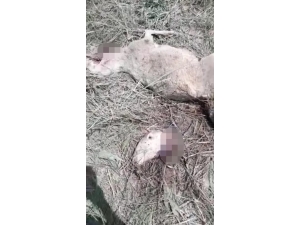 Kurtlar Koyunları Telef Etti