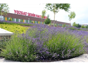 Lavanta Kokulu Hastane