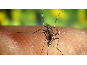 Ölümcül Batı Nil Virüsünün Belirtilerini Anlamak Çok Zor