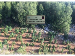 Burdur’da Ormanlık Alandaki Kenevir Tarlasına Jandarma Baskını