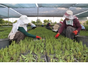 Ormanlar, Kadınların Ellerinden Yeşeriyor