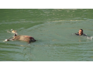 Yardım İçin Irmağa Koştular Gördükleriyle Şok Oldular