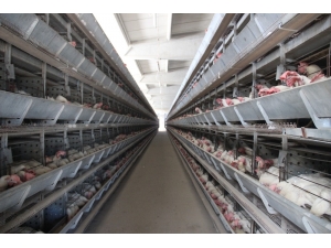 Yumurta Üreticileri Çözüm Bekliyor