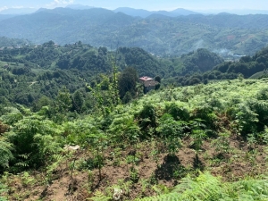 Çalılıklar Arasında Hint Keneviri Bulundu