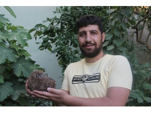 Köylüler Kirpiyi Kaçak Avcıların Elinden Kurtardı