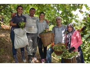 Ve İlk Fındık Hasadı Başladı