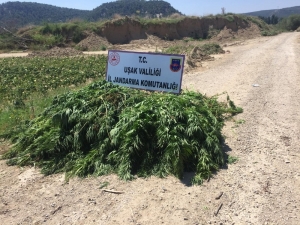 Özel Gübreleme Ve Sulama Sistemiyle Yetiştirilen Kenevirler Ele Geçirildi